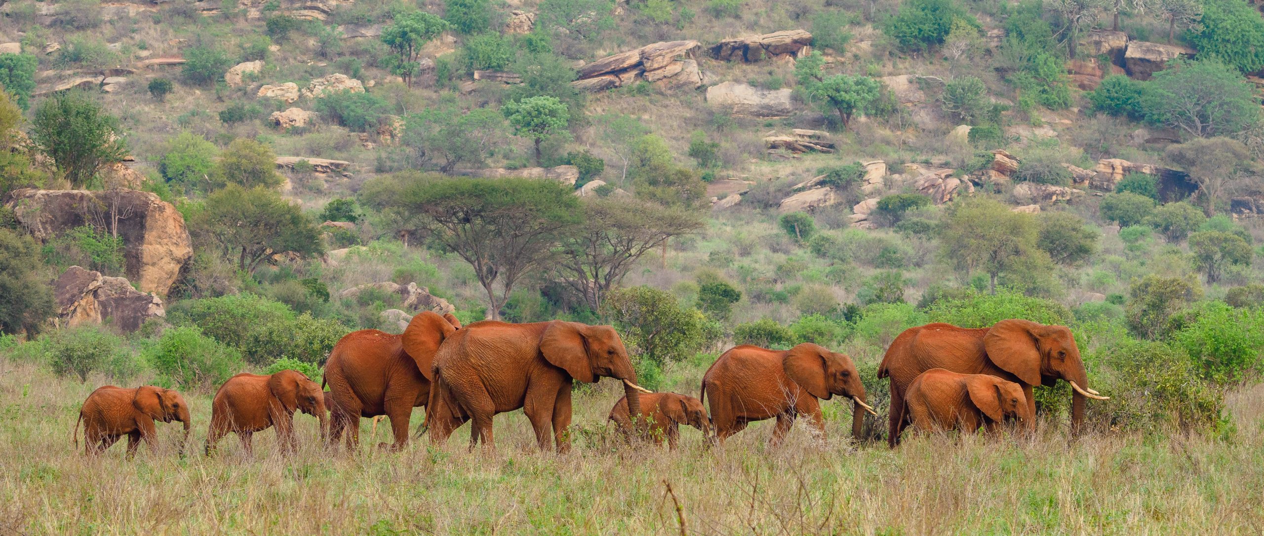 Exploring the Wonders of Kenya on a Budget Camping Safari