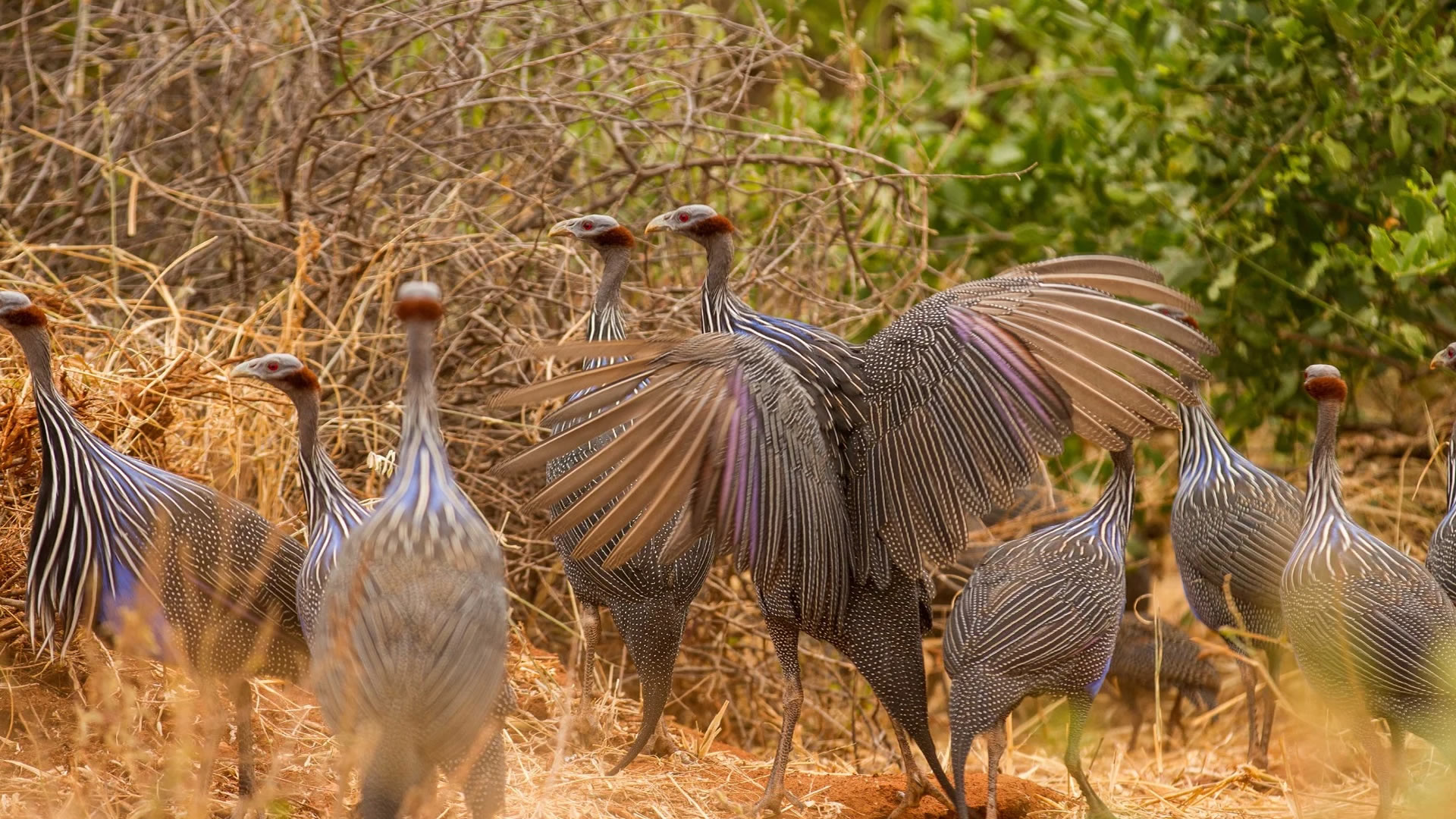 The Hidden Treasures of Kenya’s Tsavo West National Park 2025