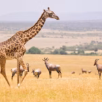Maasai Mara National Reserve: A Guide to the African Wilderness in 2025