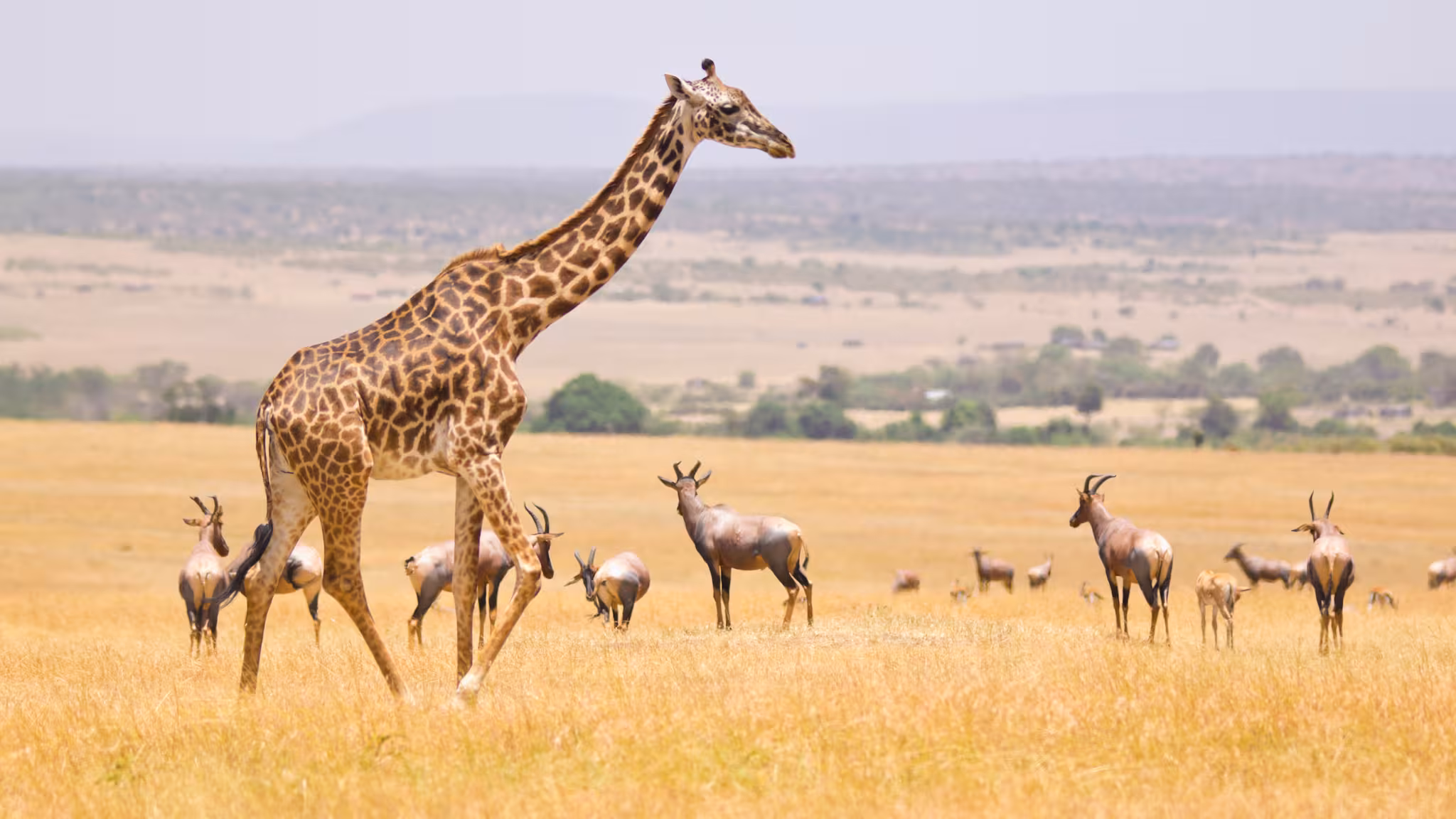 Maasai Mara National Reserve: A Guide to the African Wilderness in 2025