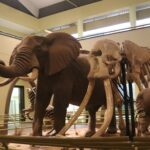 Nairobi National Museum: An Insight into Kenya’s Cultural Heritage