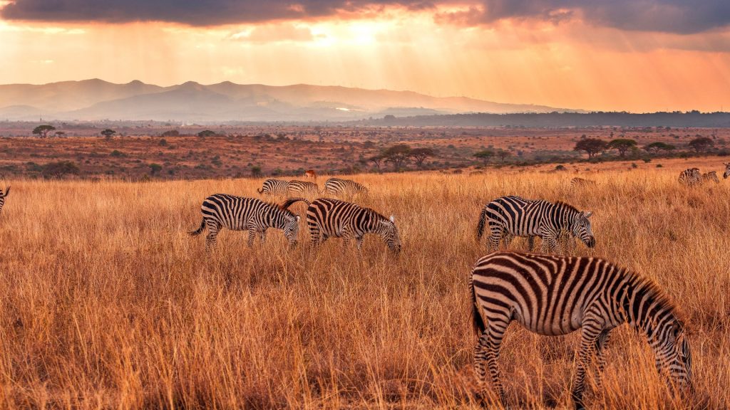 Nairobi National Park: An Urban Wilderness Oasis