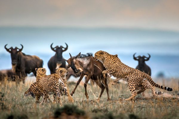 Paolo-Torchio-Cheetah-hunting-wildebeest-600x400