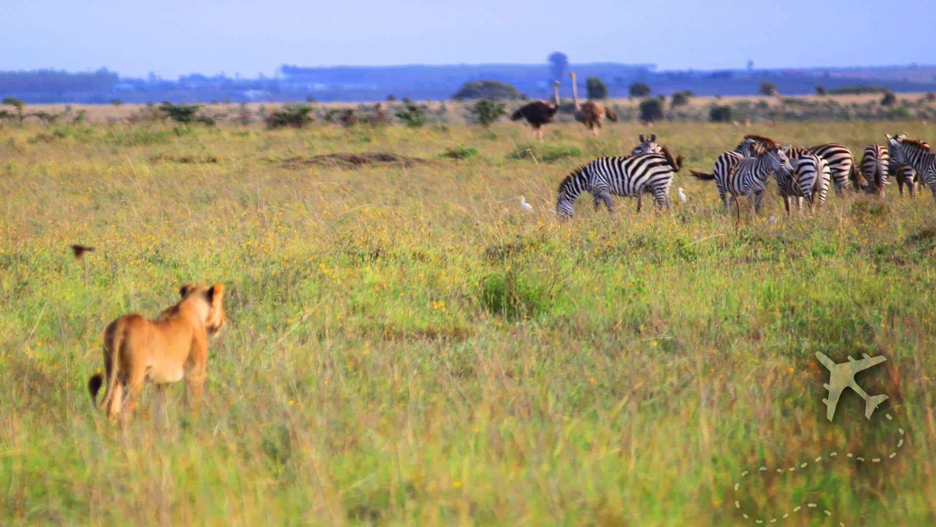 Discover the Best Safari Parks and Game Reserves Near Nairobi