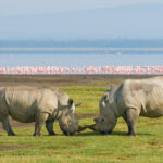 Explore Lake Nakuru National Park: Your Enchanting 2025 Getaway
