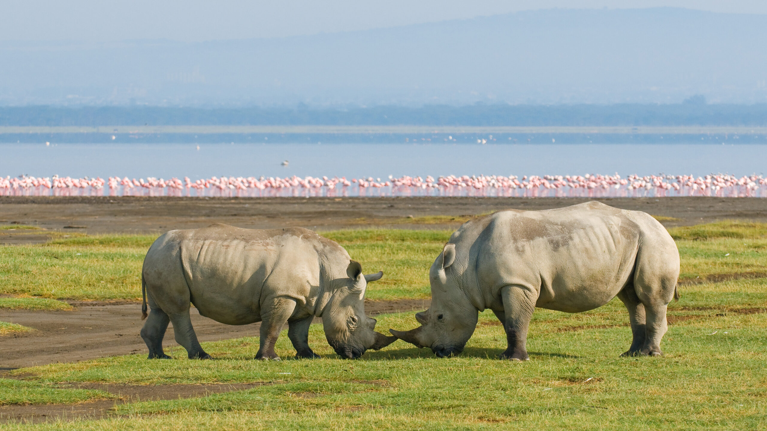 Explore Lake Nakuru National Park: Your Enchanting 2025 Getaway