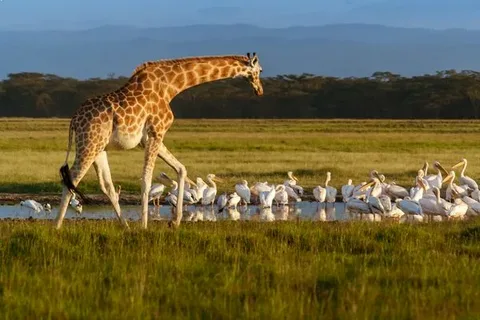 lake nakuru