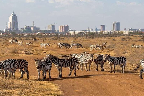 nairobigal1