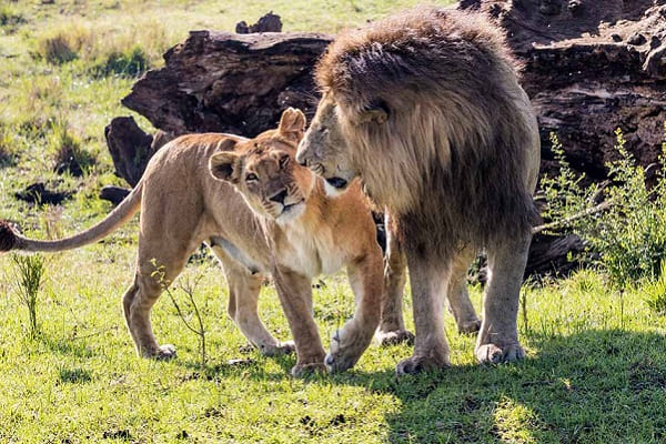 tsavo1