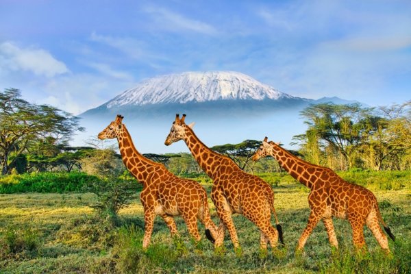 tsavo2