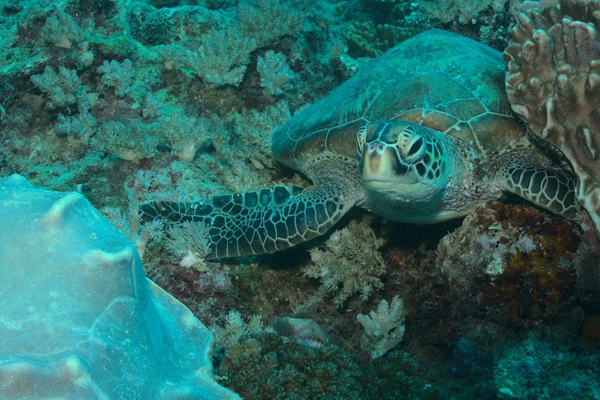 watamu-honymoongal3